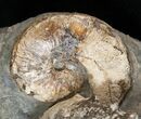 Two Species Of Hoploscaphites Ammonites - Montana #17000-1